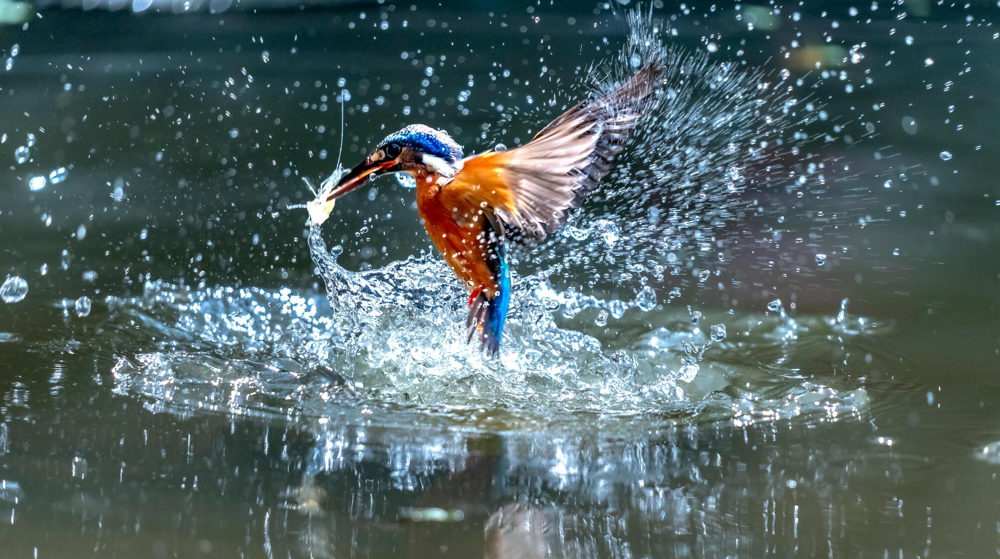 Kingfisher catching a fish from the water