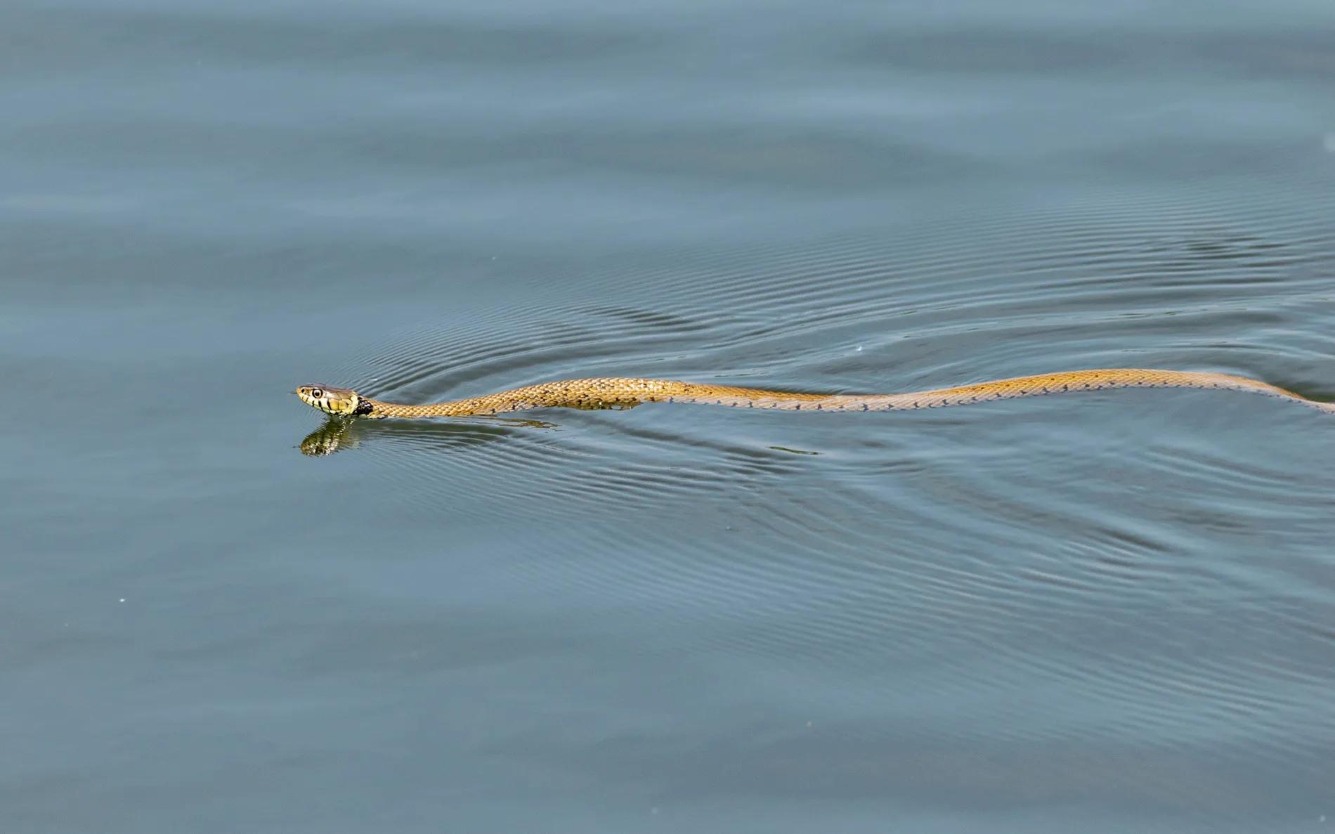 Grass snake near water
