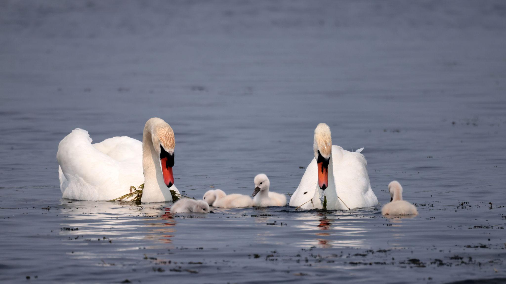 Swan on the water